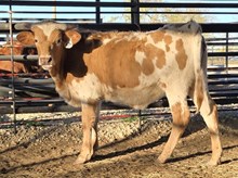 HELM TC LAURAS MERCY X WT KID ROCK - TAG 834