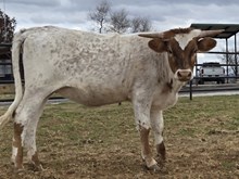 WL COWGIRL MAGGIE x SOR SUPER DUTY 24