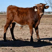 Kid Rock X Magnolia Bull