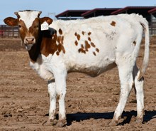 DB Rider's Bellamy heifer