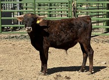 Jamoka Star 23 bull