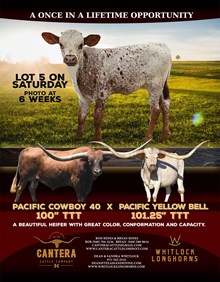 PACIFIC YELLOW BELL X PACIFIC COWBOY 40 - TAG 308