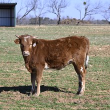 WF PAINTED LILY X JAMMIN TEX - TAG 6470