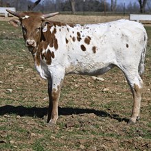 G1F ONE TUFF GINGER X BR JUNGLE JIM - TAG D619