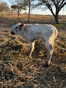 TEXANA TINSEL X REBEL HR - TAG 3254