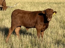 Anna Jam 24 bull