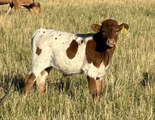 Tuff Texa 24 bull