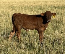 Top Texa 24 bull