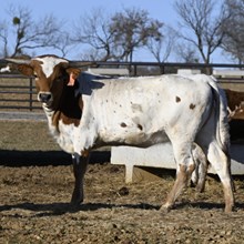 REX'S RED ROSE X BR JUNGLE JIM - EMBRYO LEGACY