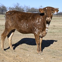 HR AWESOME REB X JAMMIN TEX - TAG 1830